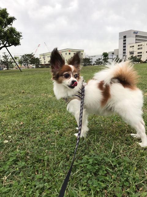 クルンちゃん クルンちゃん