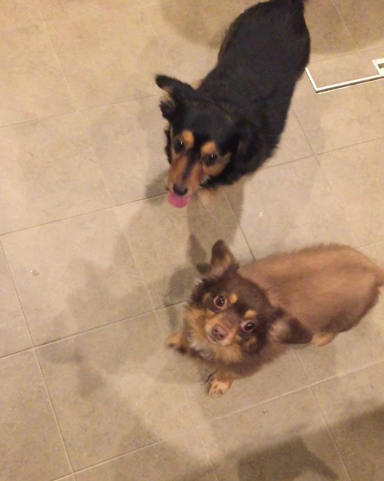 ひめちゃんとわか君 ひめちゃんとわか君