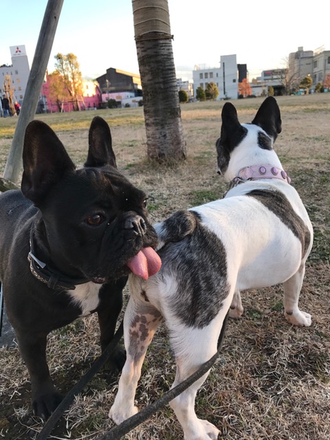 ベル君とジャスミンちゃん ベル君とジャスミンちゃん