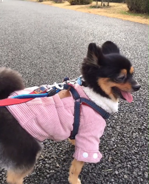 メリーちゃん メリーちゃん