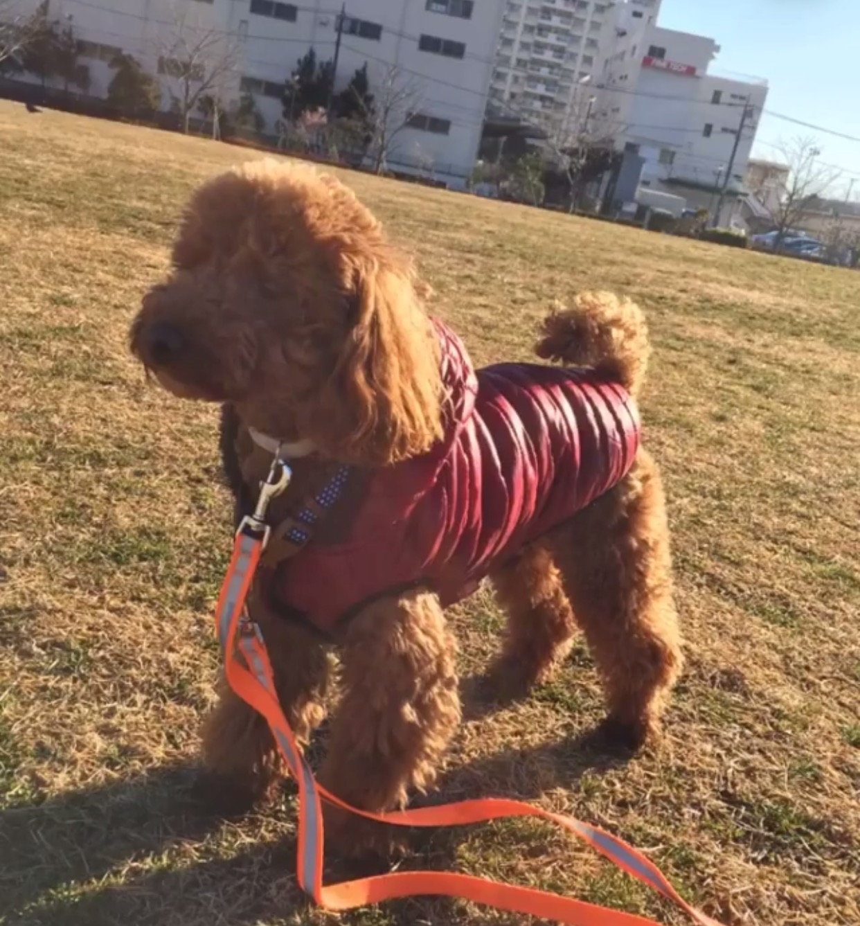 あずきちゃん あずきちゃん