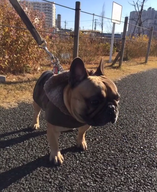 ブラウン君 ブラウン君