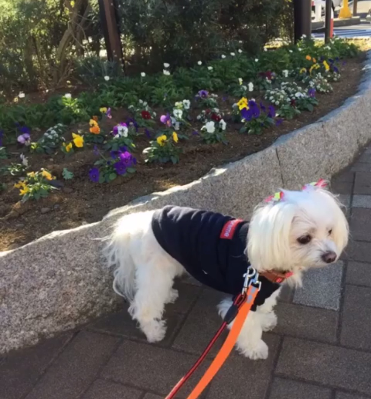 りんちゃん りんちゃん