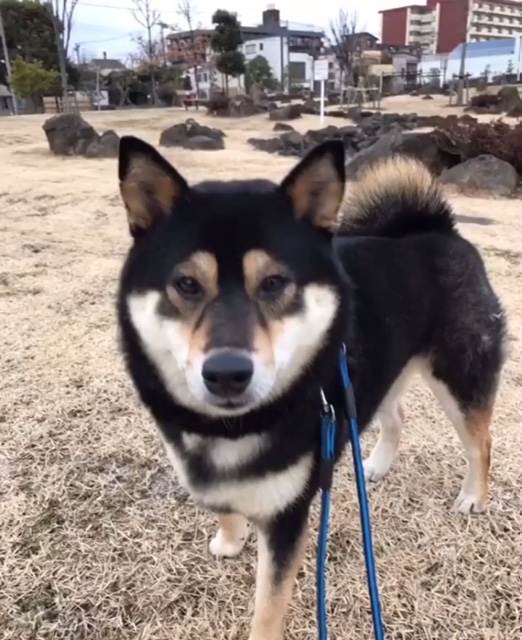 コマチちゃん コマチちゃん