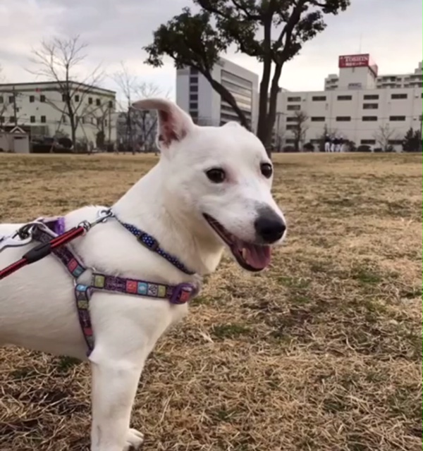 ゆきお君 ゆきお君