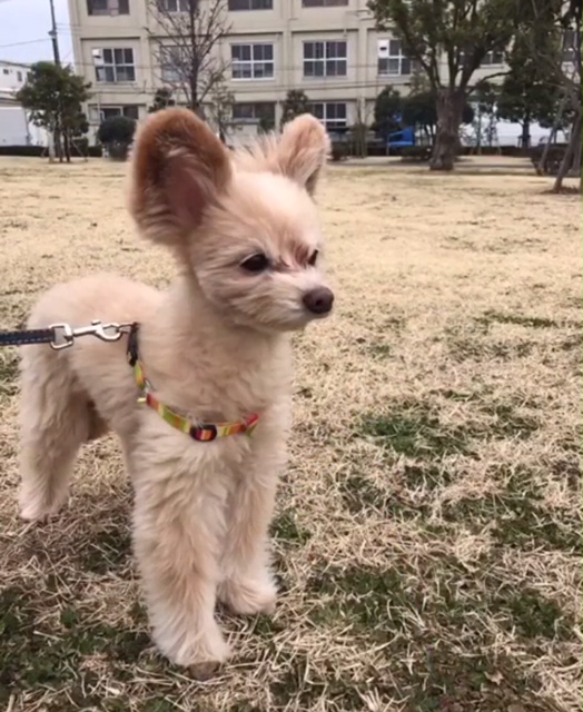 ブランちゃん ブランちゃん