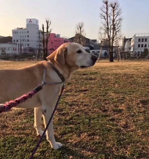 ロディ君 ロディ君
